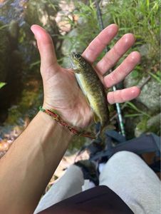 Brown Trout