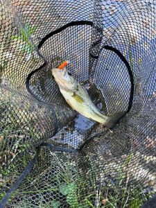 Largemouth Bass