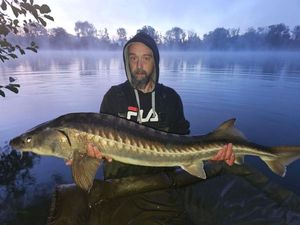 Sturgeon