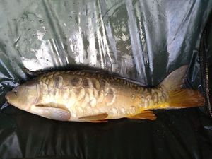 Mirror Carp