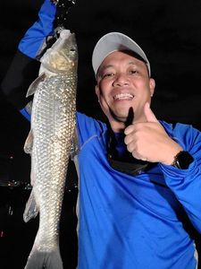 Japanese dace