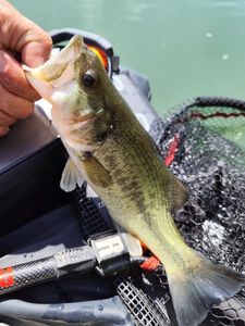 Largemouth Bass