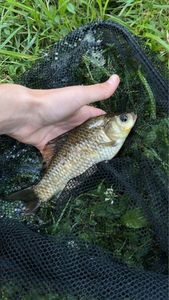 Crucian Carp