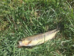 Brown Trout