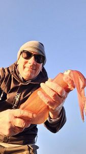 European Squid