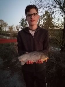 Crucian Carp