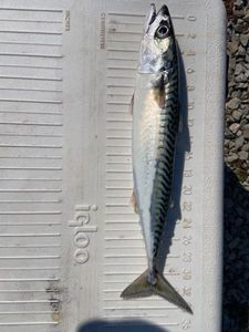 Mackerel