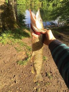 Northern Pike