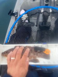 Ballan Wrasse