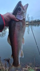 Rainbow Trout