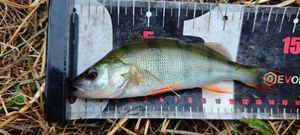 European Perch