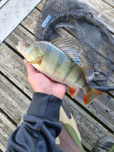 European Perch