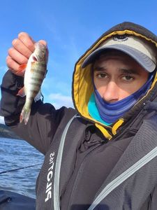 European Perch