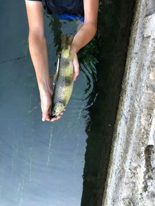 Brown Trout