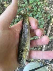 Brown Trout