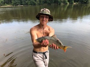 Common Carp