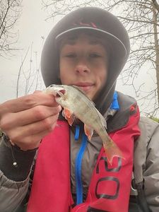European Perch