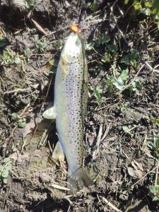Brown Trout