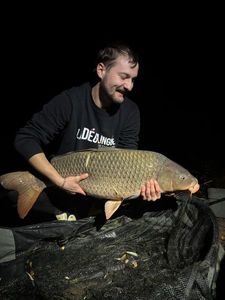 Common Carp