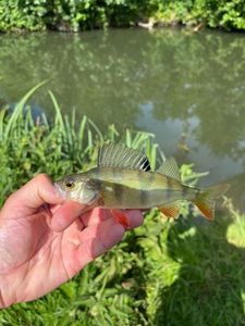European Perch
