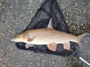 Barbel