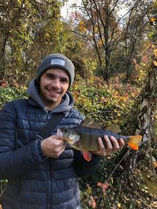 European Perch