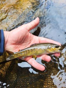 Brown Trout