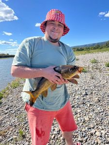 Common Carp