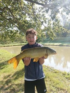 Common Carp