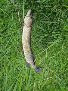 Northern Pike