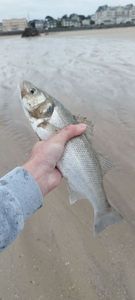 European Bass (Seabass)