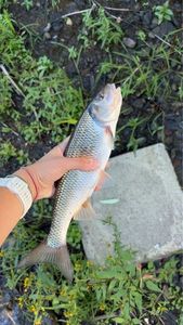 Fallfish