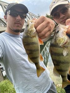 European Perch