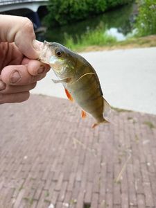 European Perch