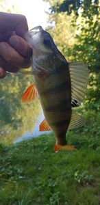 European Perch