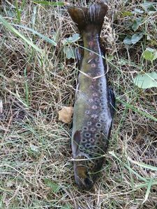 Brown Trout