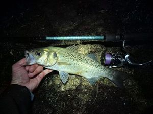Spotted Seabass