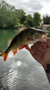 European Perch