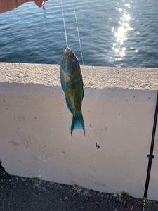 Ornate Wrasse