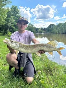 Northern Pike