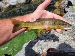 Brown Trout