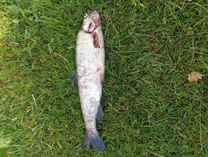 Rainbow Trout