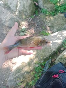 European Perch
