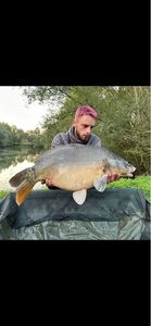 Mirror Carp