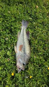 Largemouth Bass
