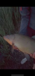 Tench