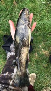Brown Trout