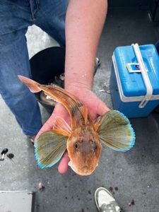 Grey Gurnard