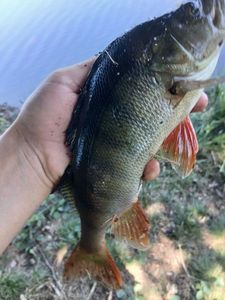 European Perch