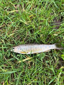 Brown Trout